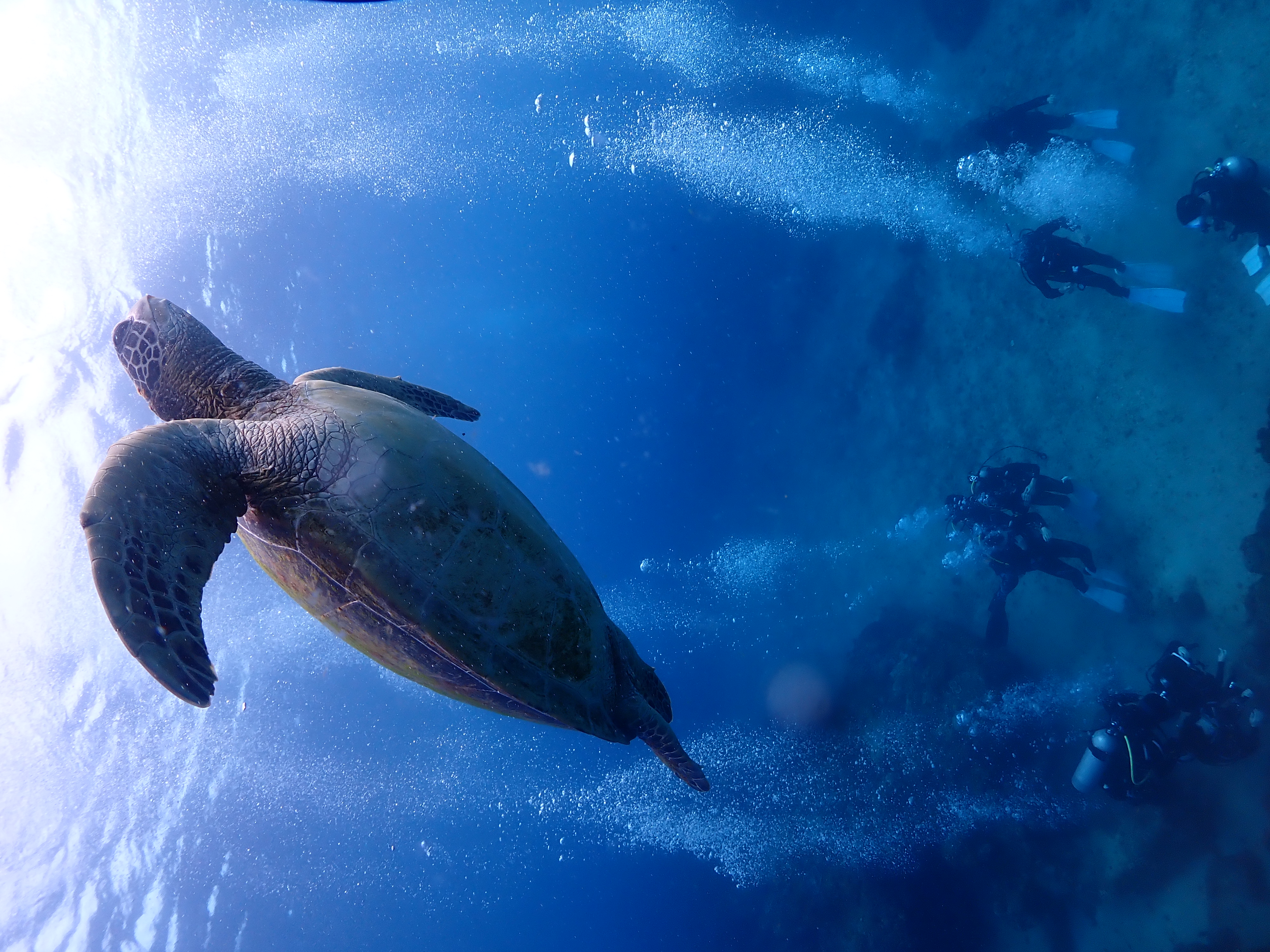 Scuba Diving photo 2